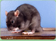rat control Horley