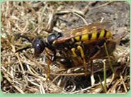 wasp control Horley