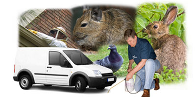 Horley local van